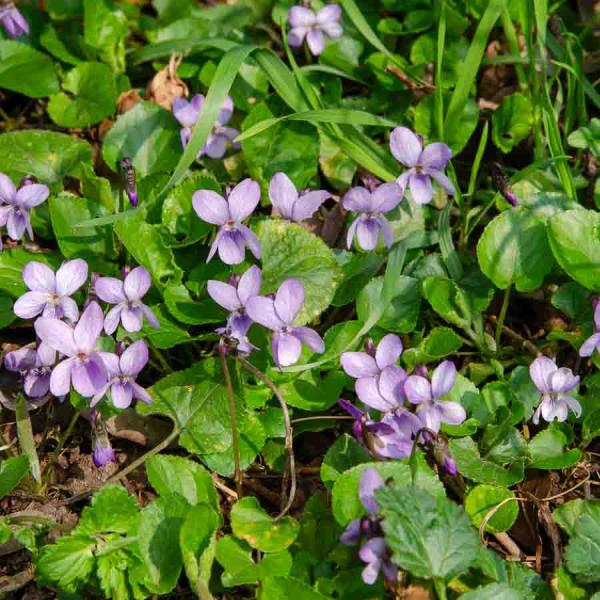 Fleurs - Violette des 4 Saisons  - face recto
